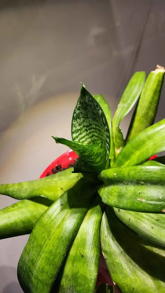 Upcycled vintage kitchen scale planter with plant - photo 3