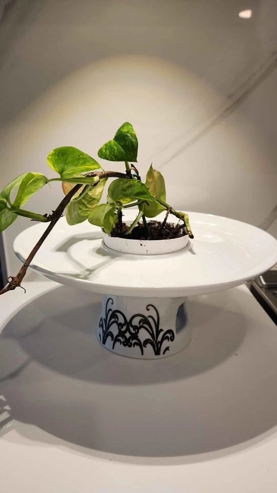 Upcycled fondue platter planter with plant - photo 2