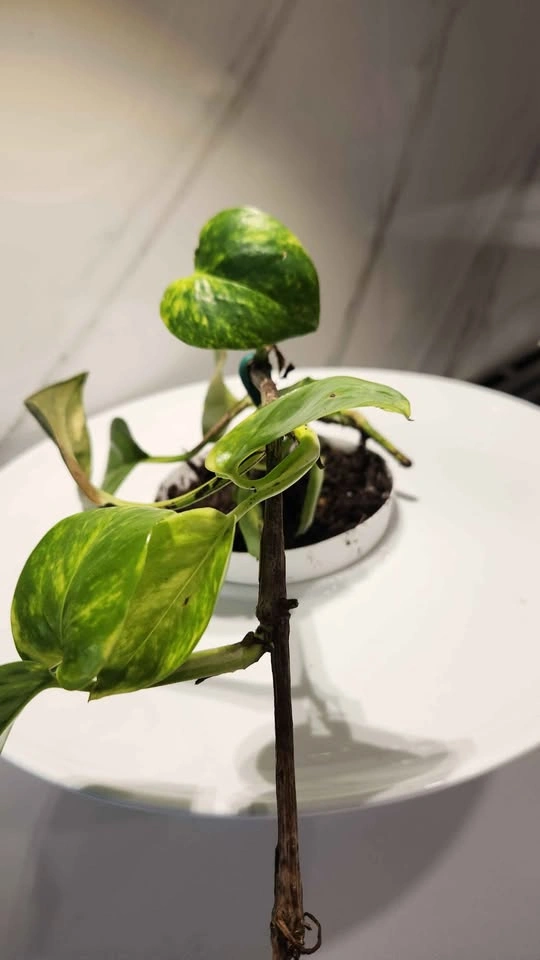 Upcycled fondue platter planter with plant - photo 3