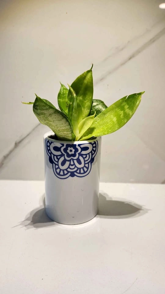 Upcycled toothbrush holder planter with plants