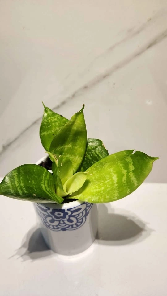 Upcycled toothbrush holder planter with plants - photo 2