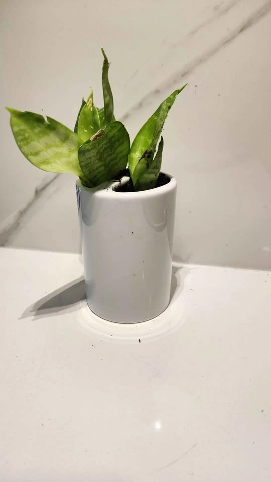 Upcycled toothbrush holder planter with plants - photo 3