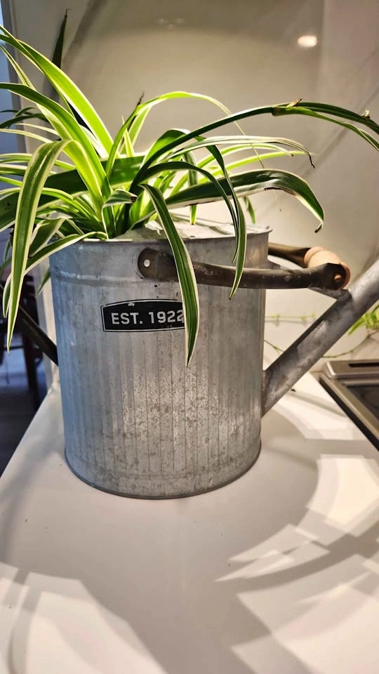 Upcycled galvanized metal watering can planter with plant