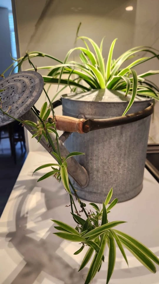 Upcycled galvanized metal watering can planter with plant - photo 2