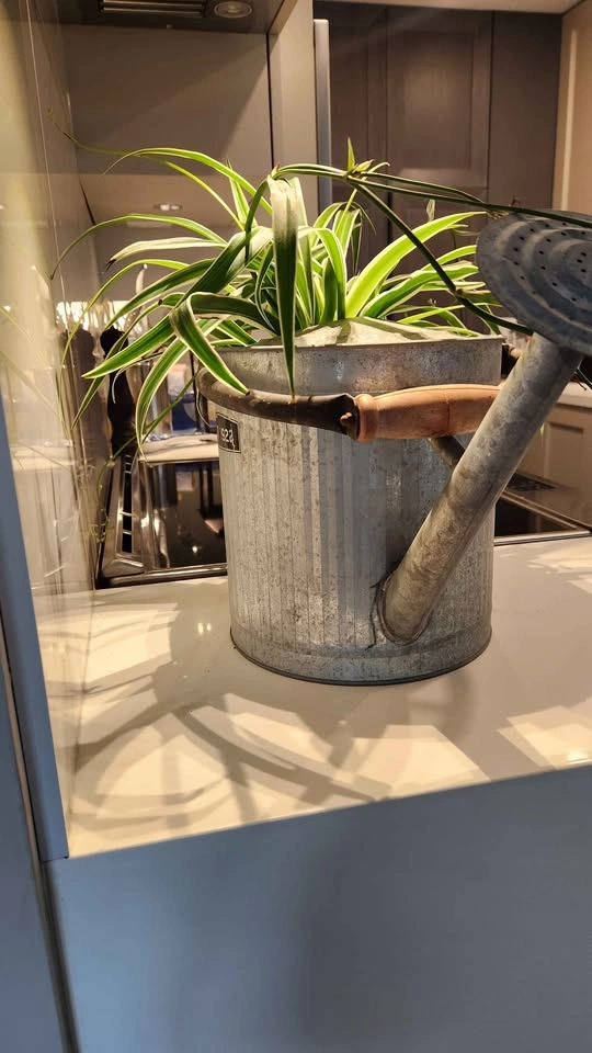 Upcycled galvanized metal watering can planter with plant - photo 4