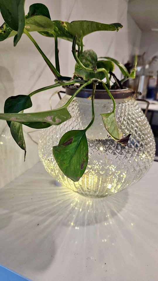 Upcycled Candle lantern planter with plant