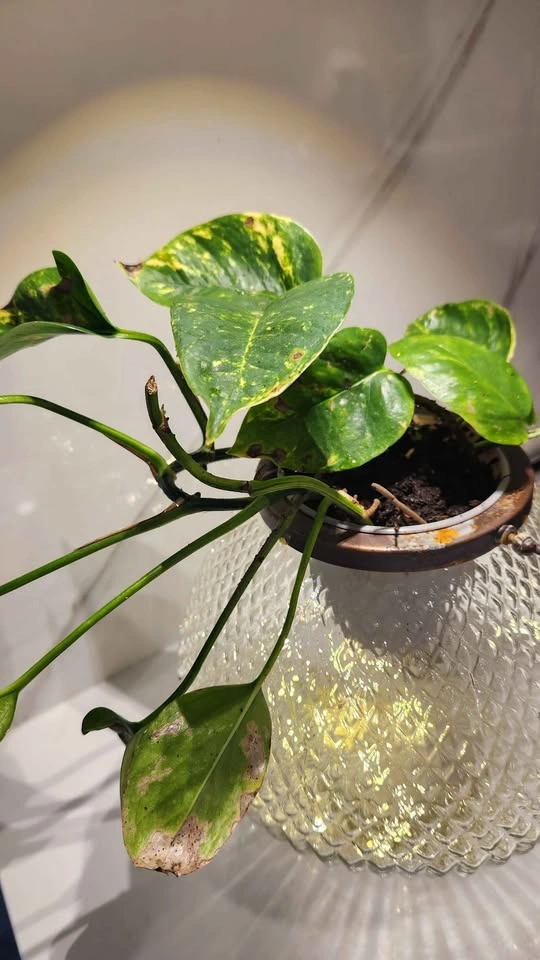 Upcycled Candle lantern planter with plant - photo 4