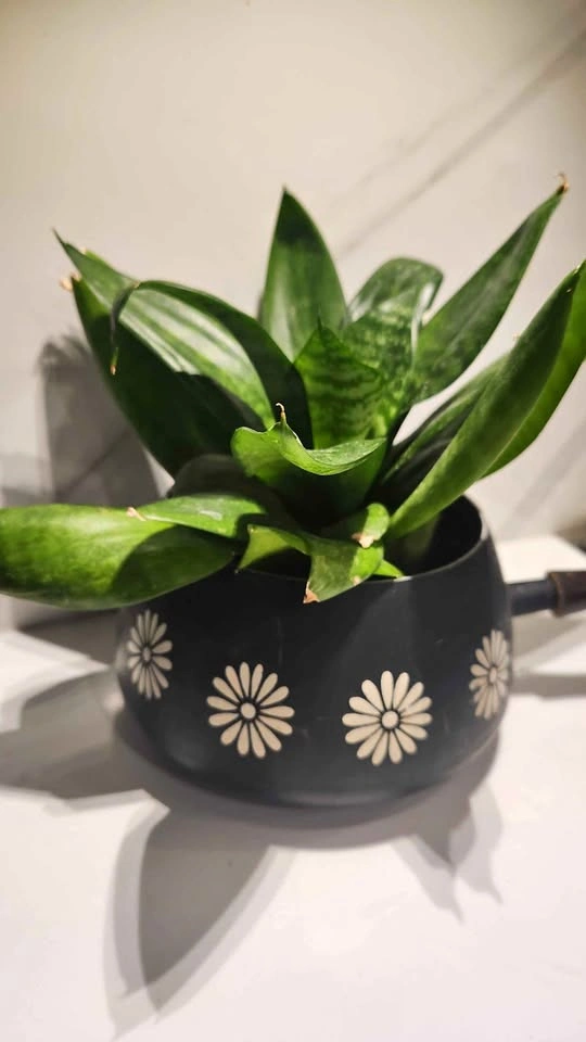 Upcycled vintage cooking pot planter with plant