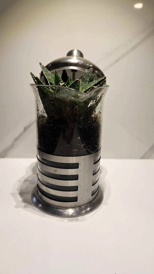Upcycled French press coffee maker planter with plant