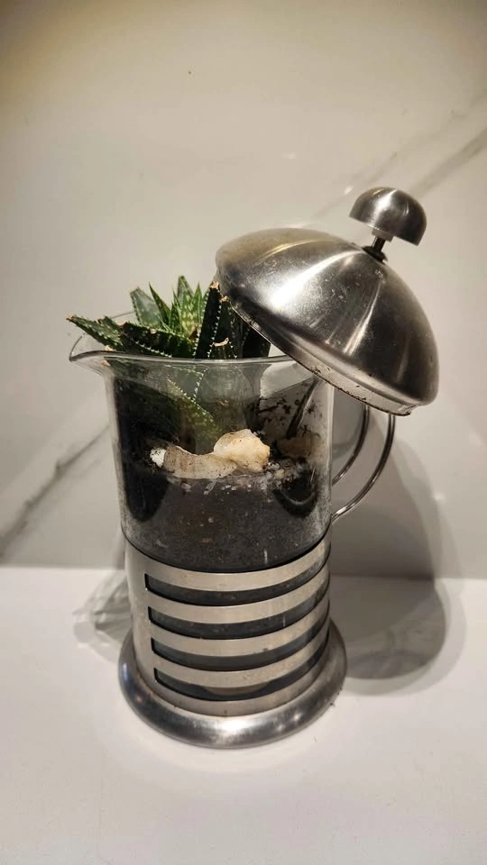 Upcycled French press coffee maker planter with plant - photo 2