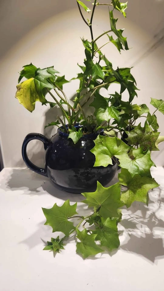 Navy blue upcycled teapot planter with plant - photo 2