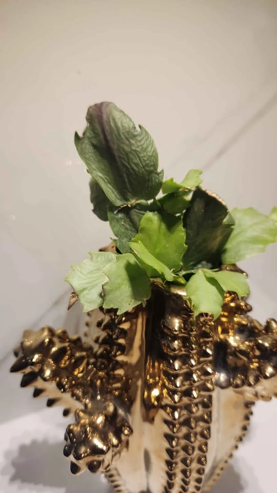 Upcycled gold cactus vase planter with plants - photo 3