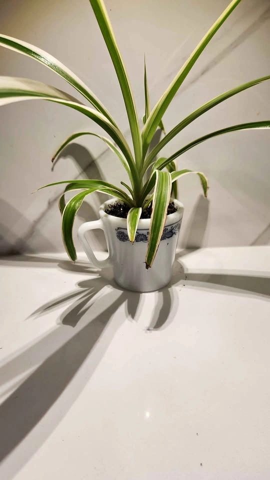 Upcycled vintage pyrex mug planter with plant