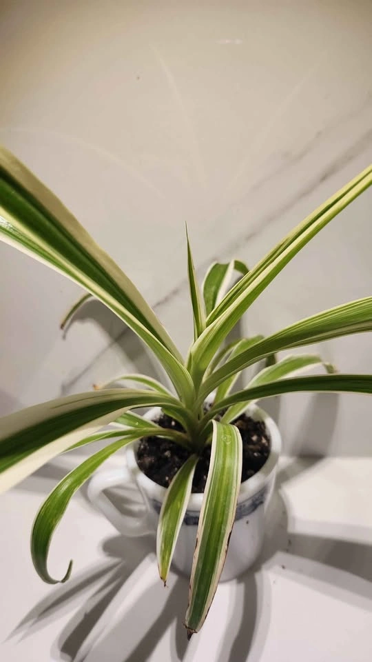 Upcycled vintage pyrex mug planter with plant - photo 2