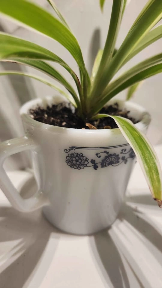 Upcycled vintage pyrex mug planter with plant - photo 3