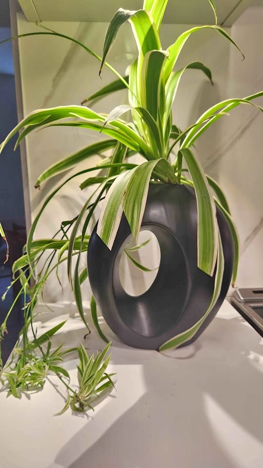 Statement Piece planter with plant