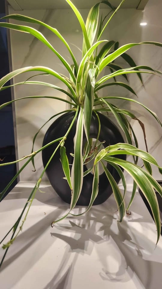 Statement Piece planter with plant - photo 2