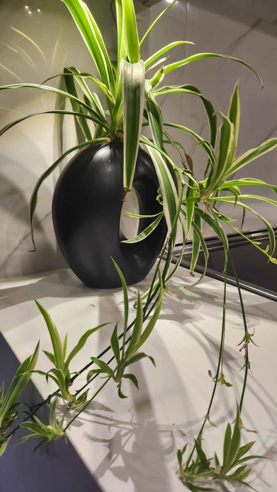 Statement Piece planter with plant - photo 3