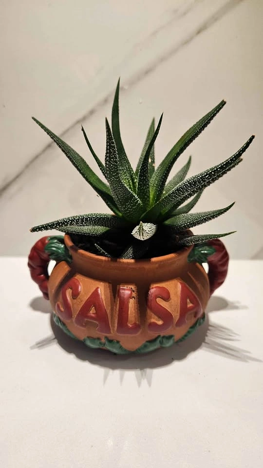 Spicy Salsa upcycled pot planter with plant