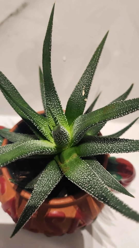 Spicy Salsa upcycled pot planter with plant - photo 2
