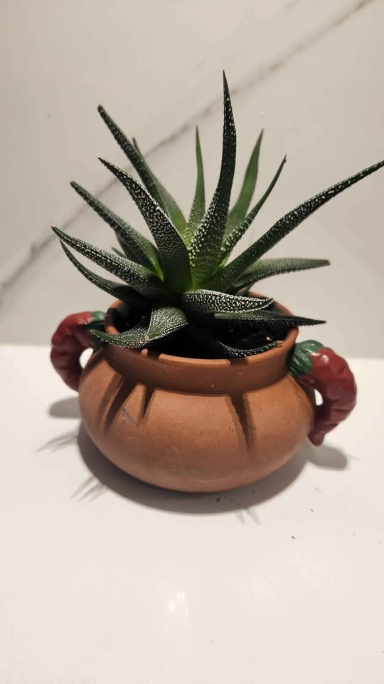 Spicy Salsa upcycled pot planter with plant - photo 3