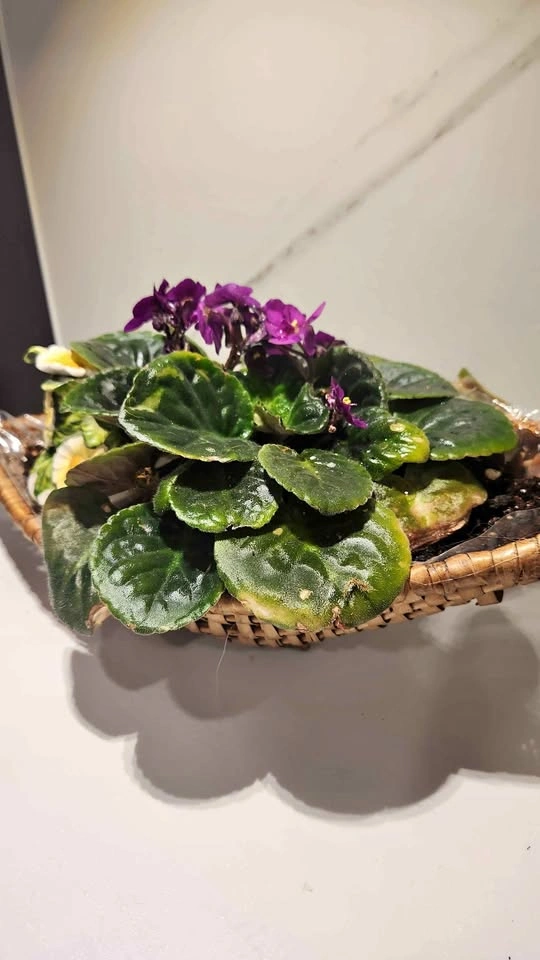 Upcycled vintage wicker basket with plant