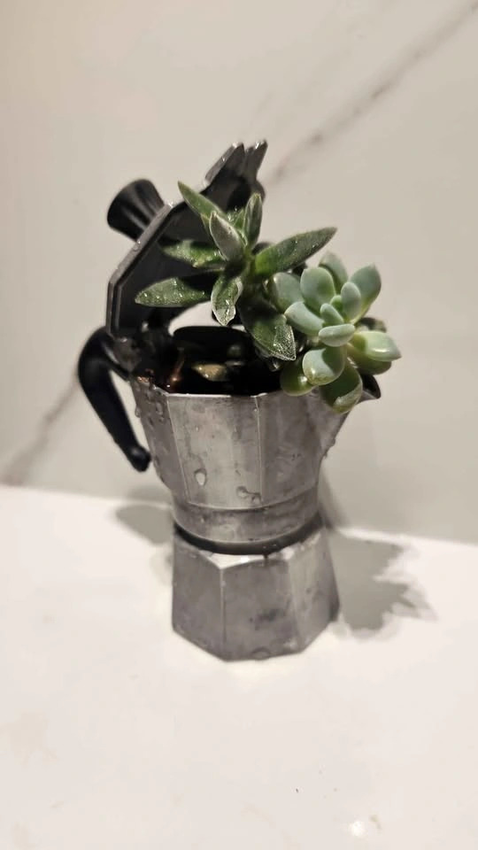 Mini upcycled cafeteria planter with plants
