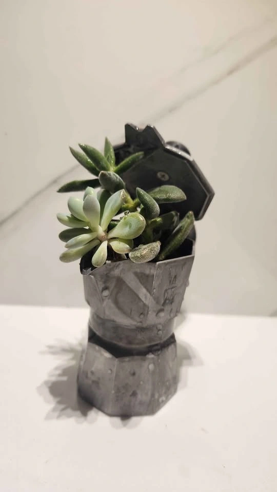 Mini upcycled cafeteria planter with plants - photo 2