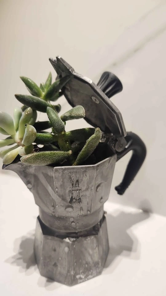 Mini upcycled cafeteria planter with plants - photo 4