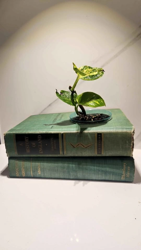 Upcyled vintage green books planter with plant