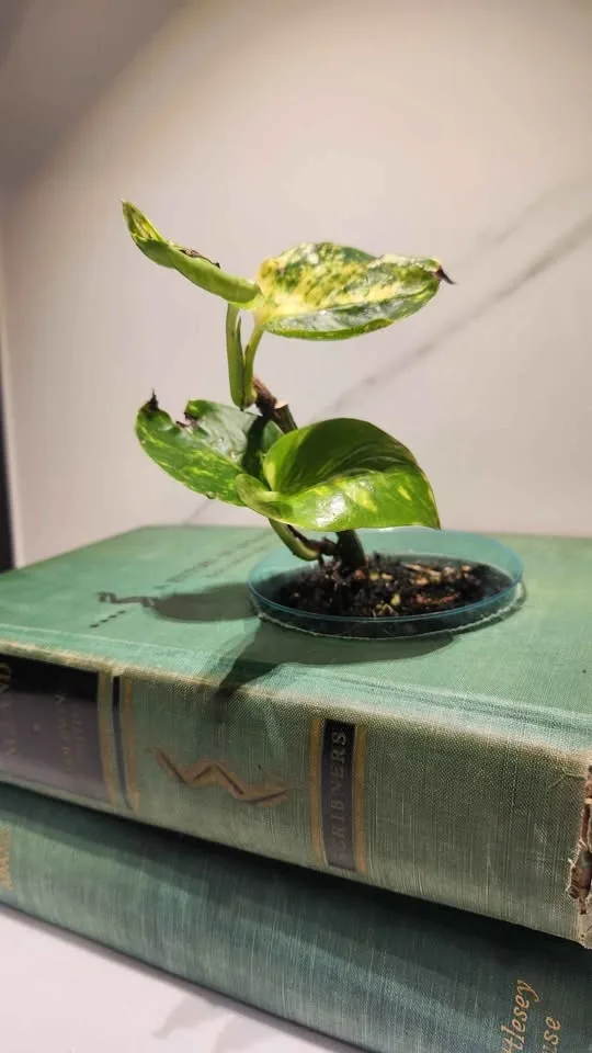Upcyled vintage green books planter with plant - photo 3