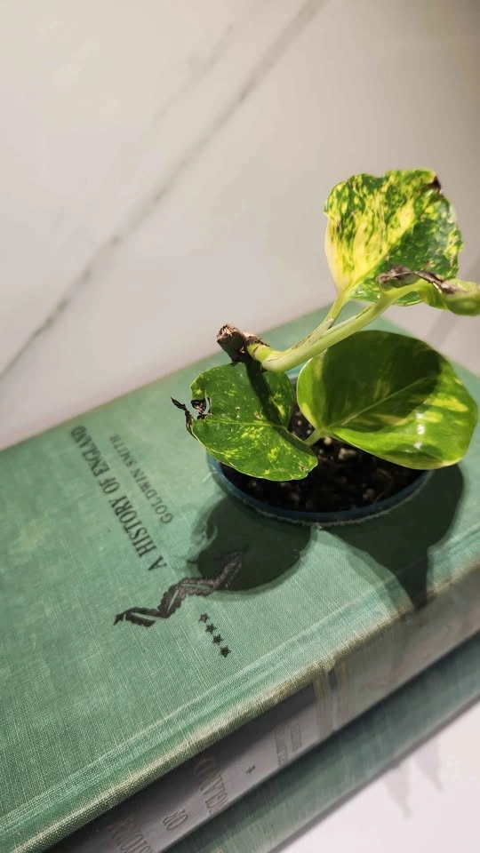 Upcyled vintage green books planter with plant - photo 4