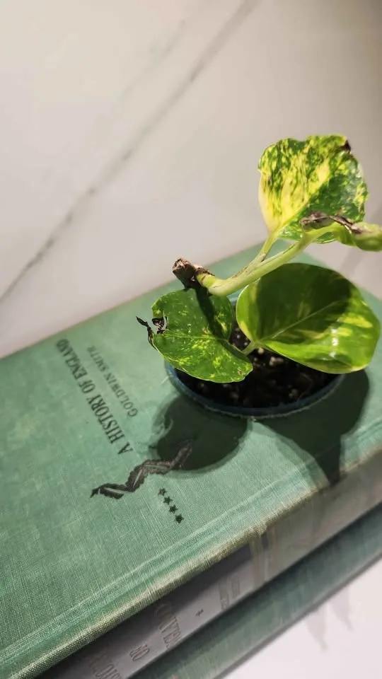 Upcyled vintage green books planter with plant - photo 4