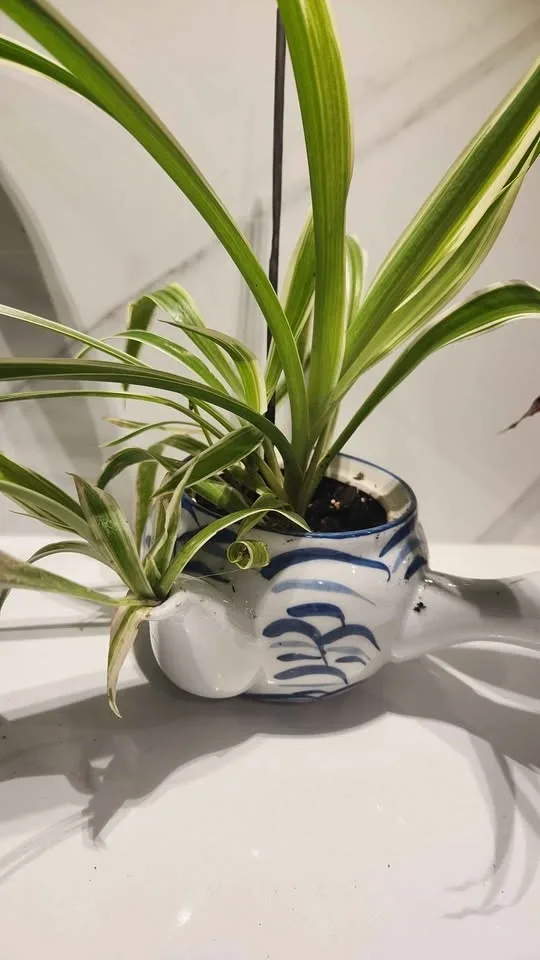Upcycled handled pot with spout planter with plants - photo 2