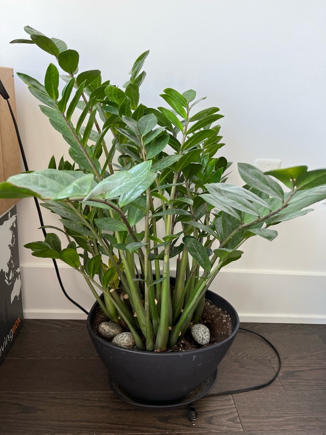 ZZ Plant