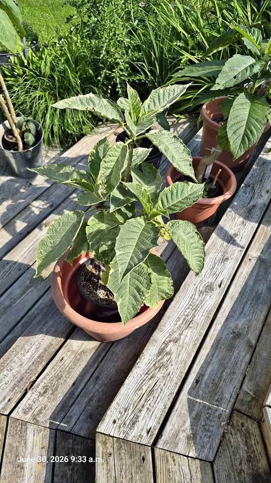 Brugmansia plants