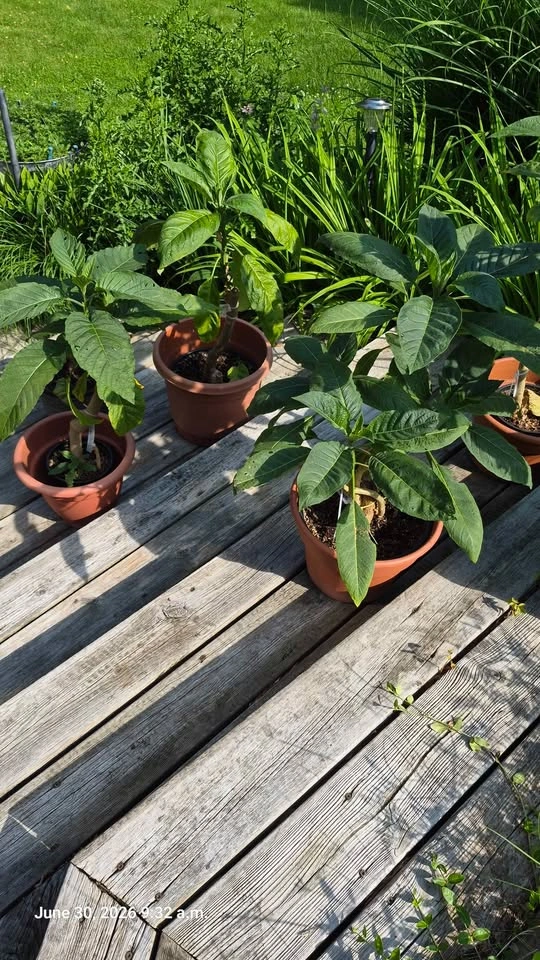 Brugmansia plants - photo 2