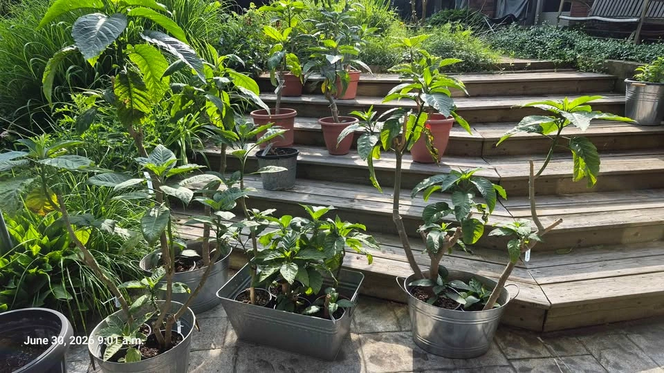 Brugmansia plants - photo 3