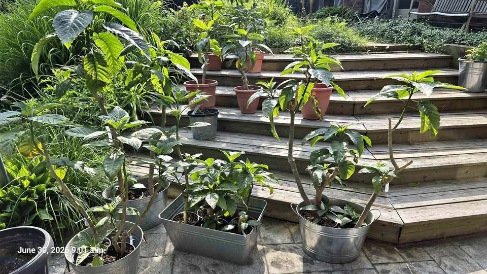 Brugmansia plants