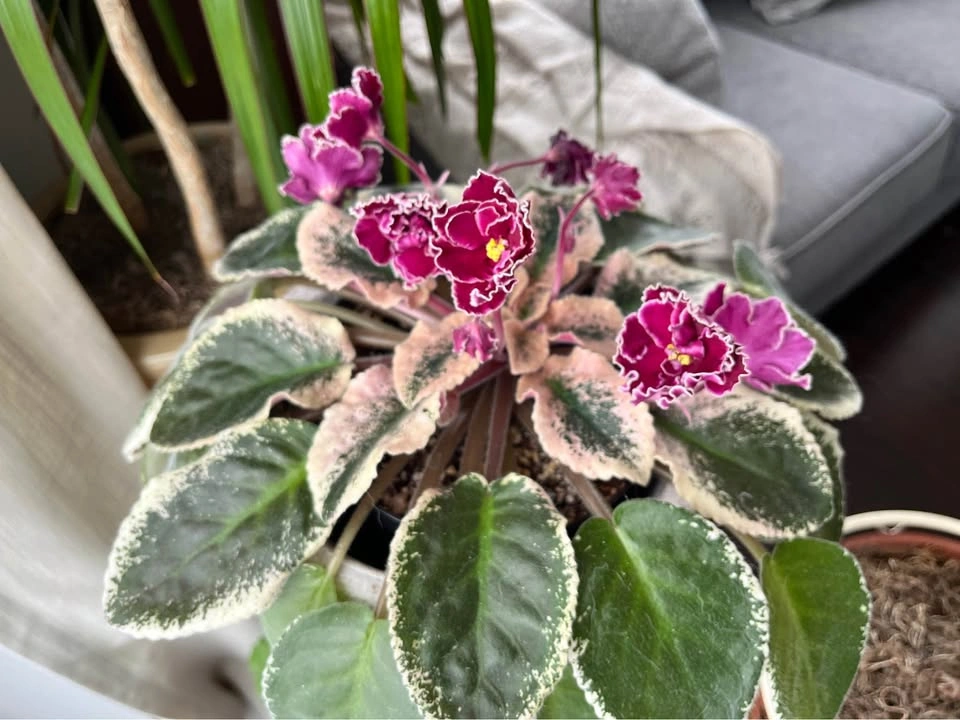 Rare L.E Polina Viardot variegated African violet (baby plant)