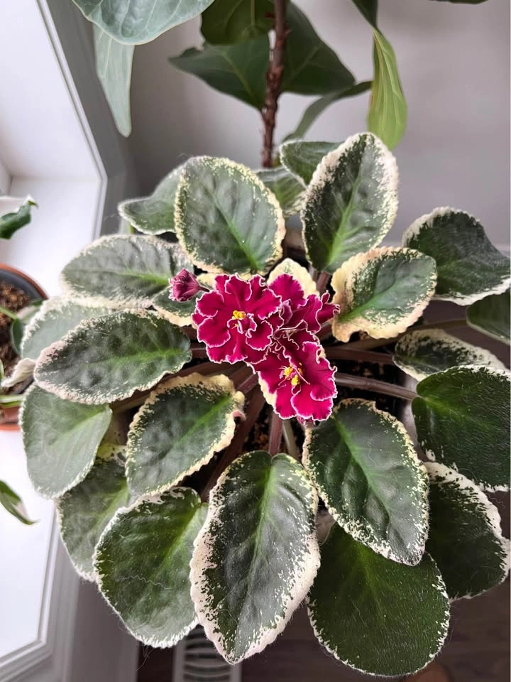 Rare L.E Polina Viardot variegated African violet (baby plant) - photo 2