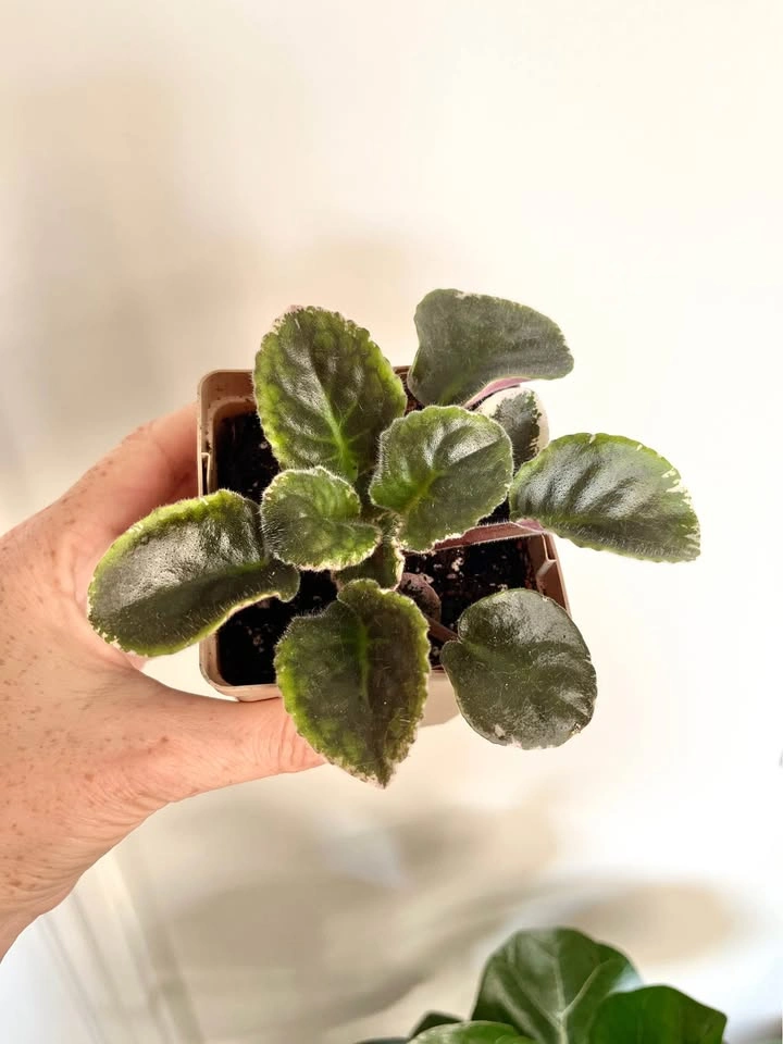 Rare L.E Polina Viardot variegated African violet (baby plant) - photo 3