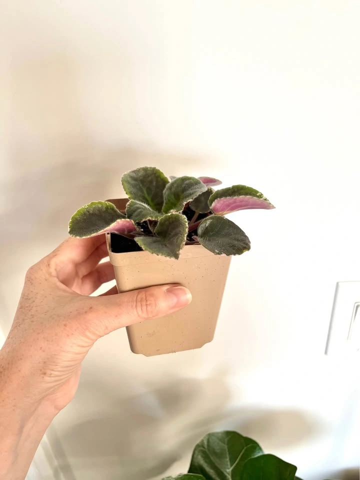 Rare L.E Polina Viardot variegated African violet (baby plant) - photo 4