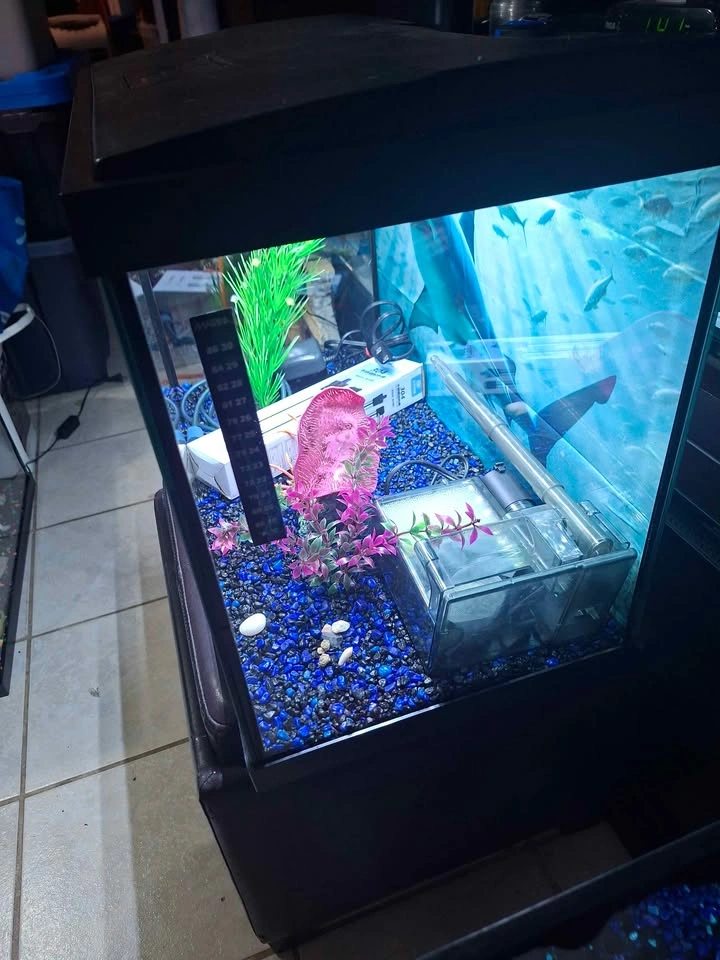 20 Gallon Aquarium with Accessories - photo 3
