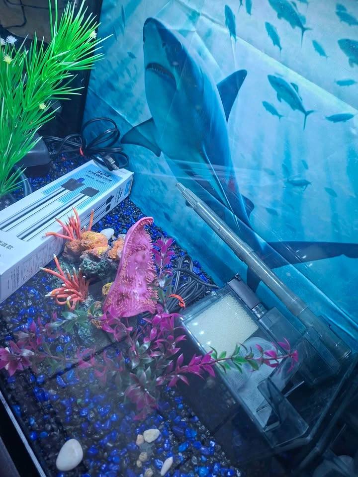 20 Gallon Aquarium with Accessories - photo 4