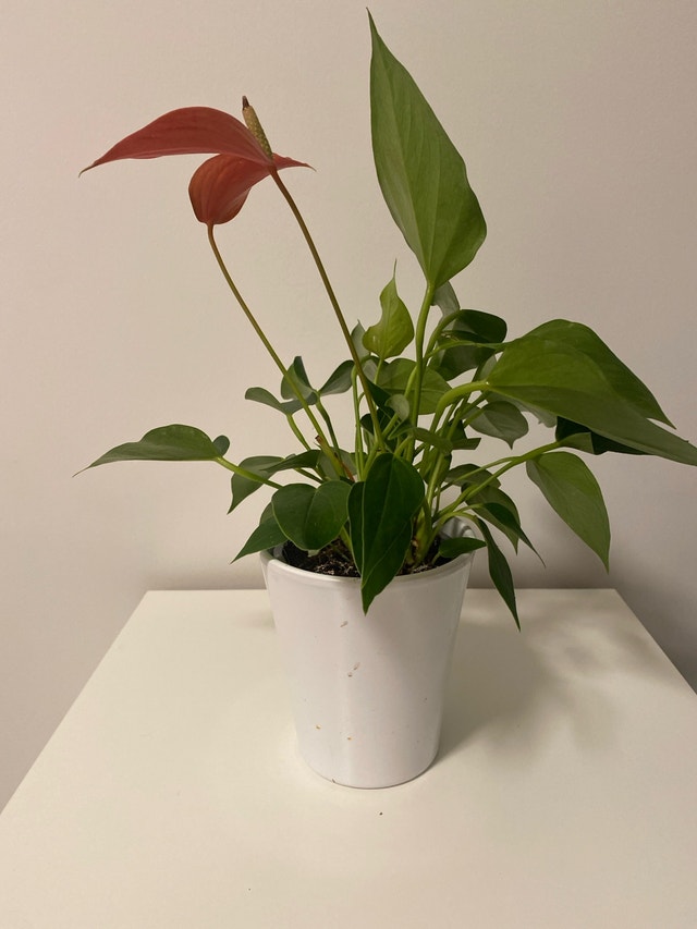 Anthurium Plant