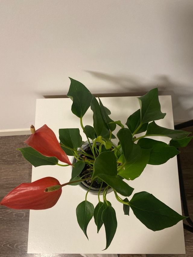 Anthurium Plant - photo 2