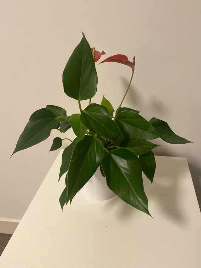 Anthurium Plant - photo 3