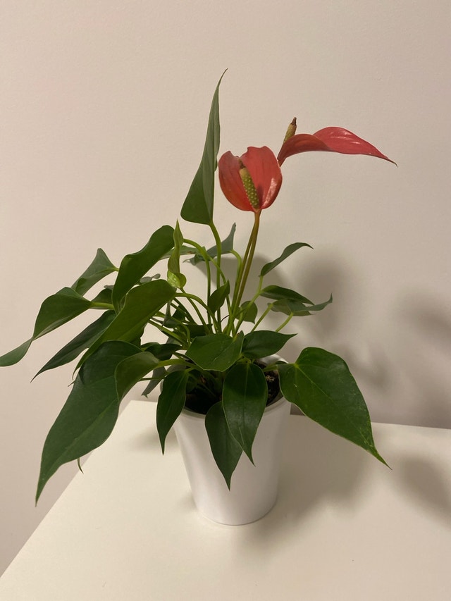 Anthurium Plant - photo 4