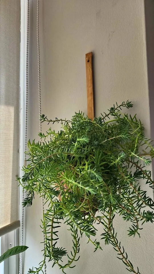 Wicker wall hanging planter with plant